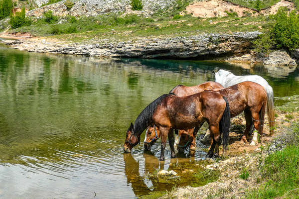 La Croatie à cheval