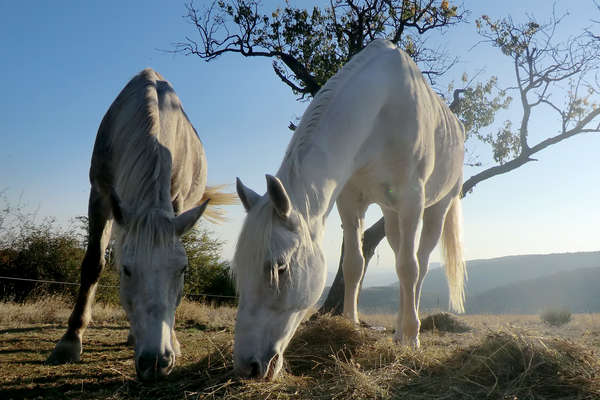 Montagne de lure et chevaux