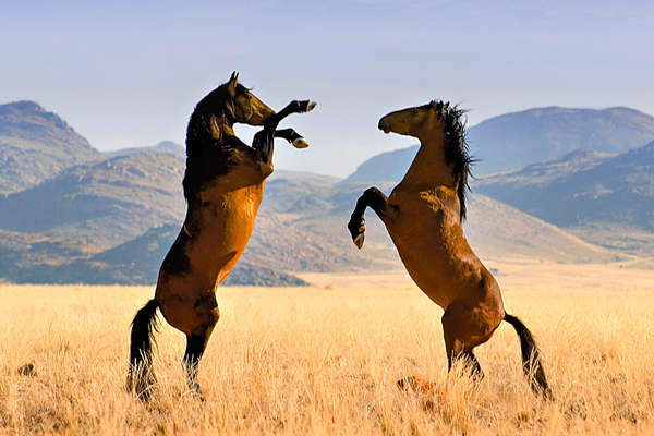 La Namibie à cheval