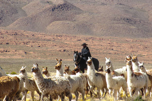 Lamas au Chili