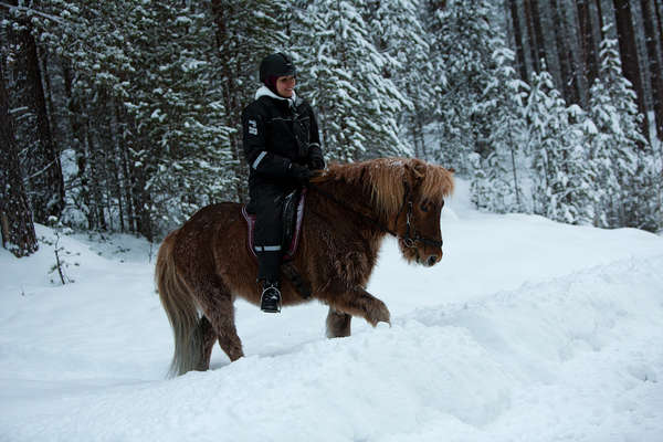 Laponie suédoise à cheval