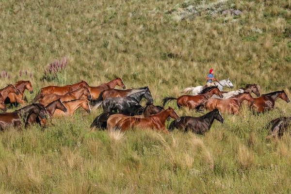 L'Argentine à cheval