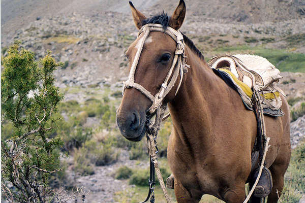 Argentine et cheval Criollo