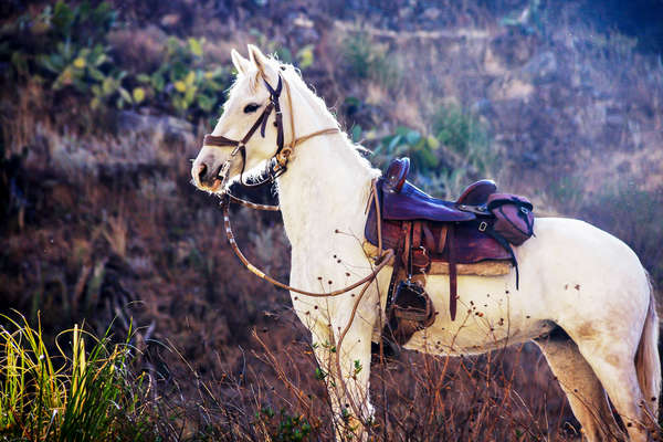 Le Pérou à cheval