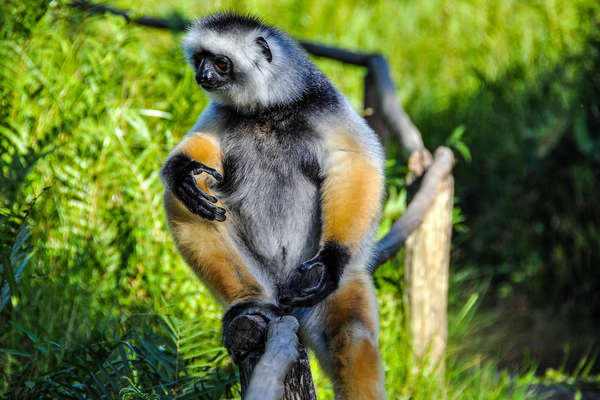 Lémurien de Madagascar