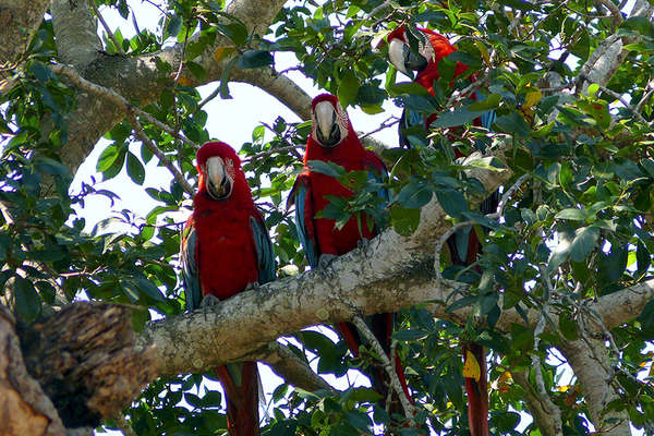 Aras et oiseaux exotiques brésiliens