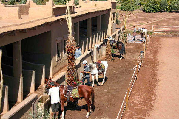 Les chevaux au Maroc