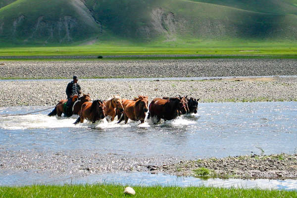 Les chevaux dans l'Altaï
