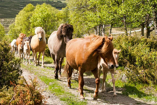 Séjour équestre en Norvège en été