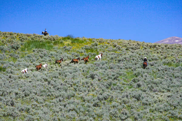 Les Etats-Unis à cheval