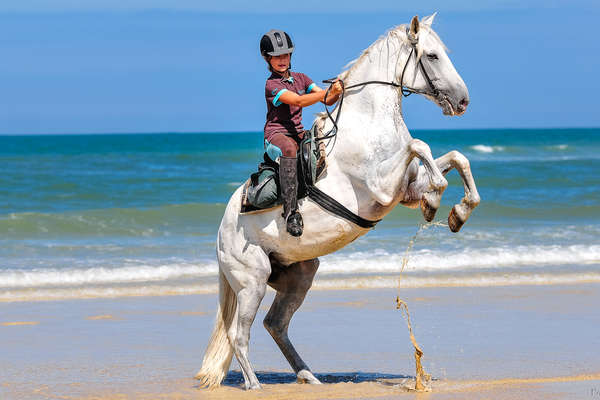 Les plages d'Aquitaine à cheval