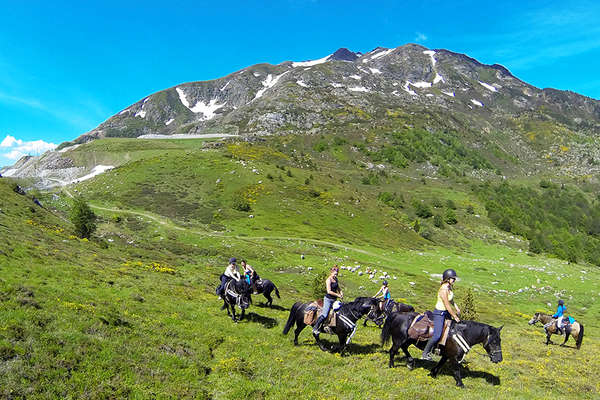 Pyrénées et Chevaux