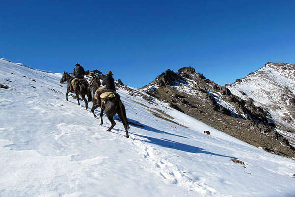 Andes enneigées et chevaux de randonnée