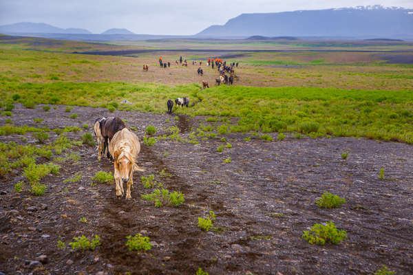 L'Islande à cheval