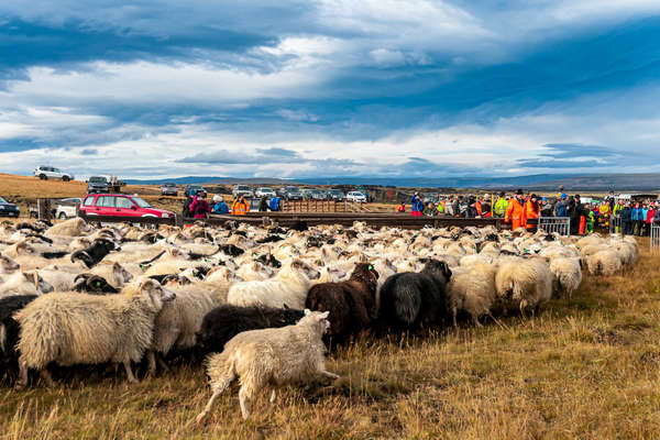 L'Islande et ses traditions équestres