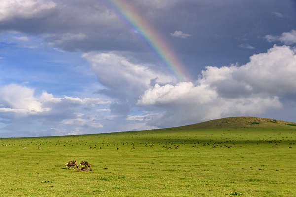 Lycaons lors d'un safari à cheval en Tanzanie