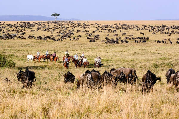 Migration des gnous à cheval au Kenya