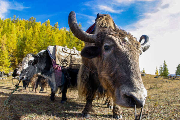 Mongolie et ses yacks