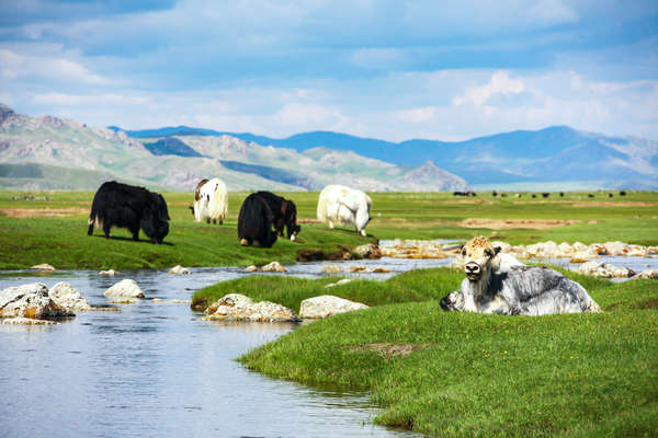 Mongolie et yacks