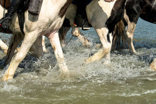 Mont Saint Michel et chevaux