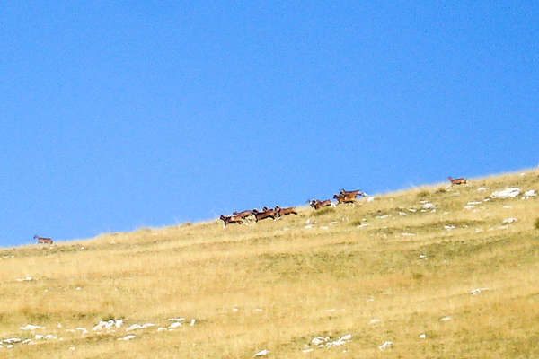 A cheval dans les Bauges