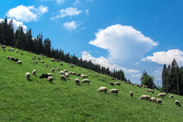 Moutons dans la vallée de Bieszczady