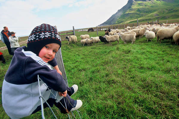 Moutons dans un enclos en Islande