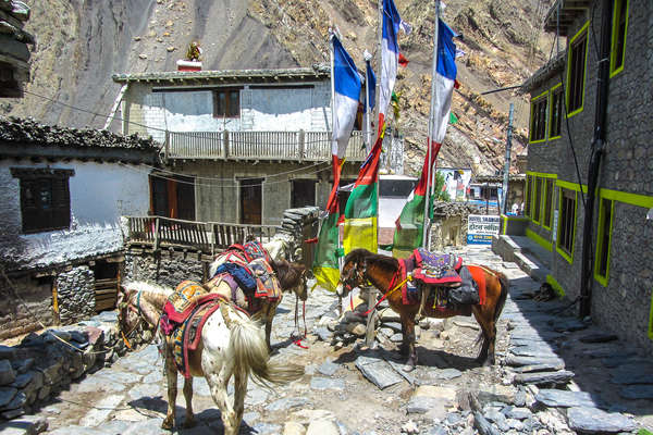 Mustang à cheval