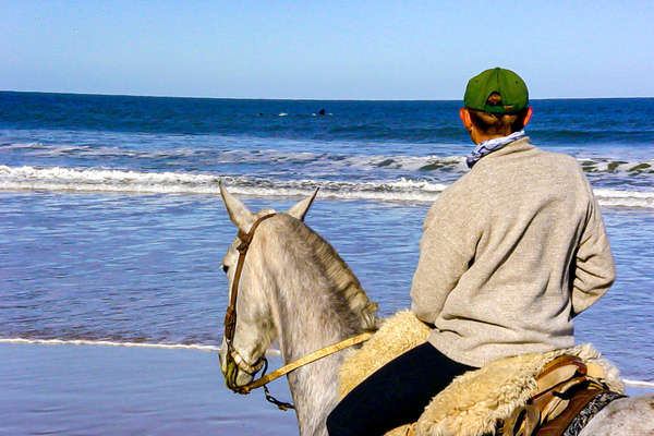 Observation animalière de cheval en Uruguay