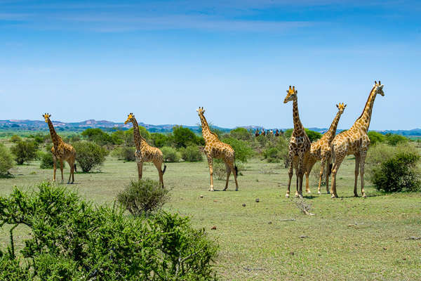 Observation de girafes à cheval au Botswana
