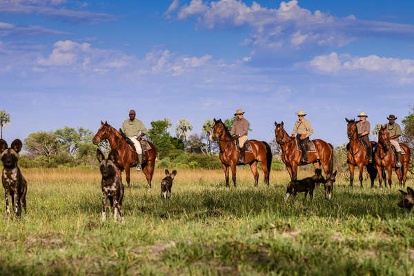 Observation de lycaons à cheval