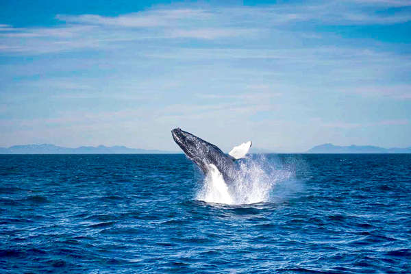 Observation des baleines en Islande