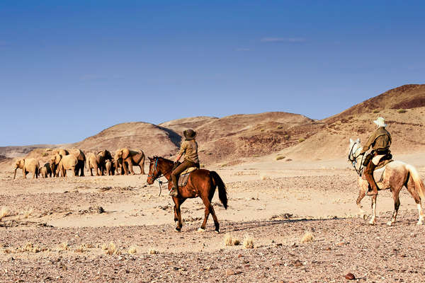 Observation des éléphants en Namibie à cheval