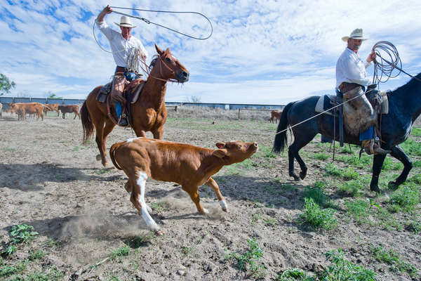 Participation des cavaliers au travail des cowboys