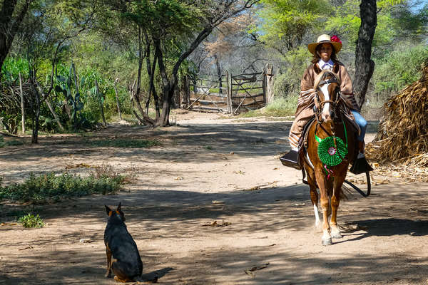 Paso Péruvien et sa cavalière