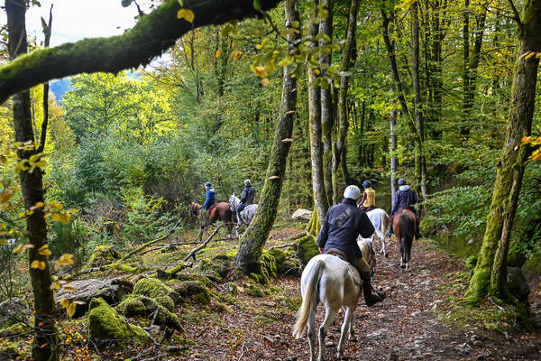 Passage forestier