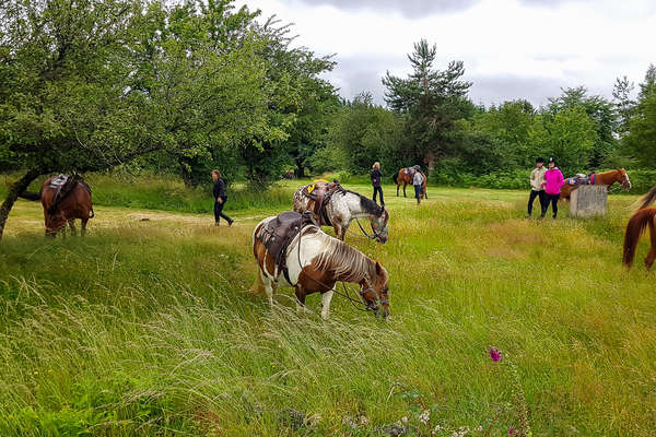 Pause avec les chevaux