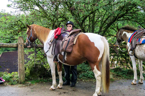 Pause avec les chevaux