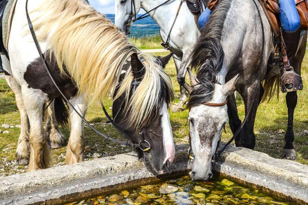 Pause désaltérante en Bretagne