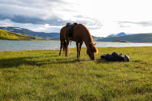 Pause équestre au cœur de l'Islande