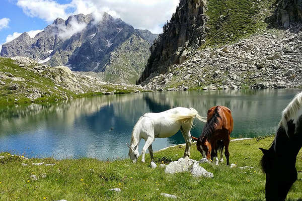 Chevaux et lac de montagne Mercantour