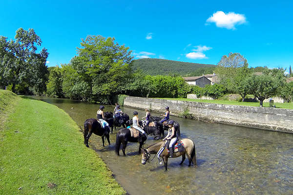 Chevaux et Pyrénées