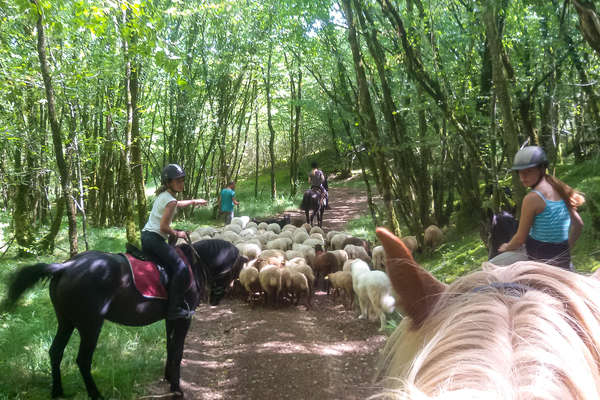 Paysage d'Aquitaine à cheval