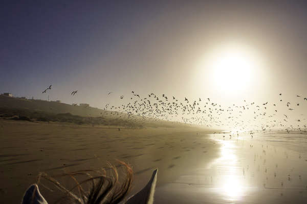 Plage du Maroc à cheval