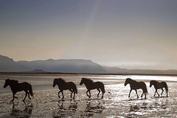 Plages de Snaefellsness à cheval