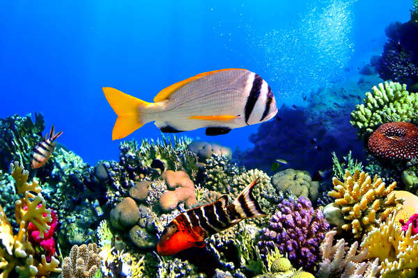 Poisson et récifs coralien