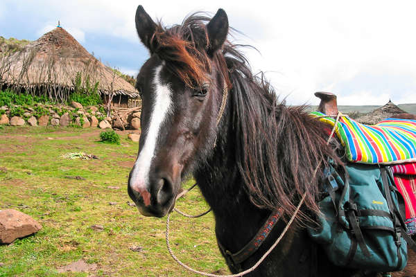 Poney en Ethiopie