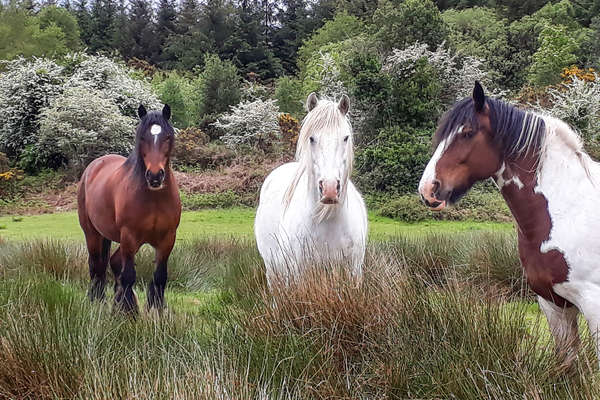 Portrait de chevaux