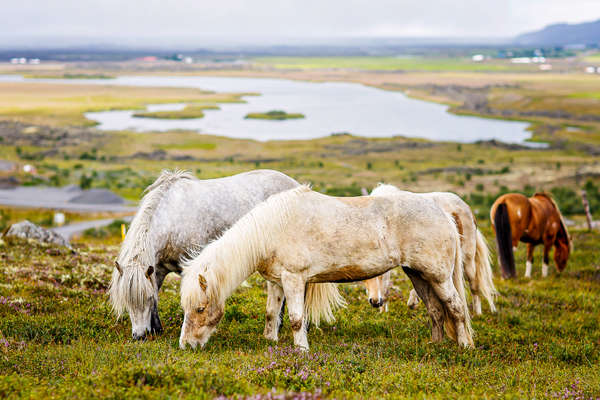 Près du Cercle polaire sur des chevaux islandais