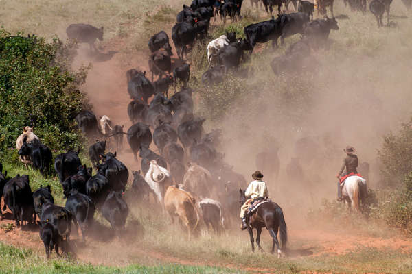 Rancher dans le Montana